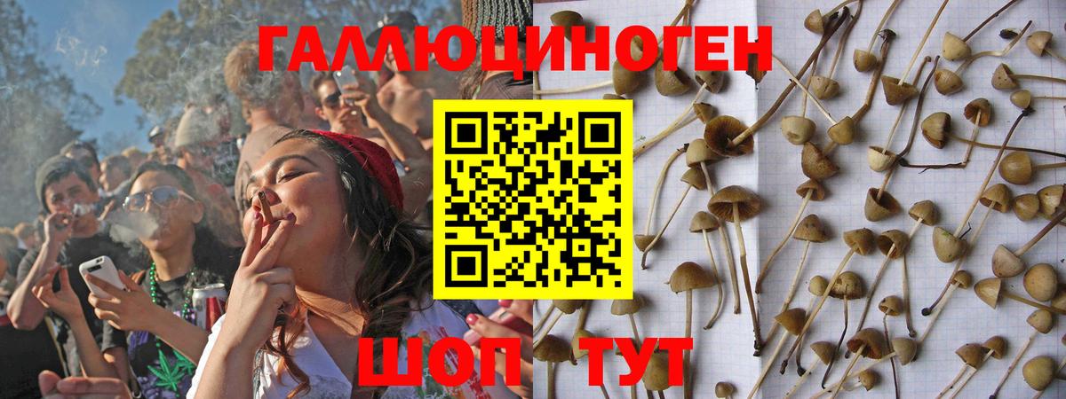 Псилоцибиновые грибы мицелий  Псилоцибиновые грибы GOLDEN TEACHER  Вход с VPN  Знаменск 